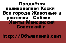 Продаётся великолепная Хаски - Все города Животные и растения » Собаки   . Ханты-Мансийский,Советский г.